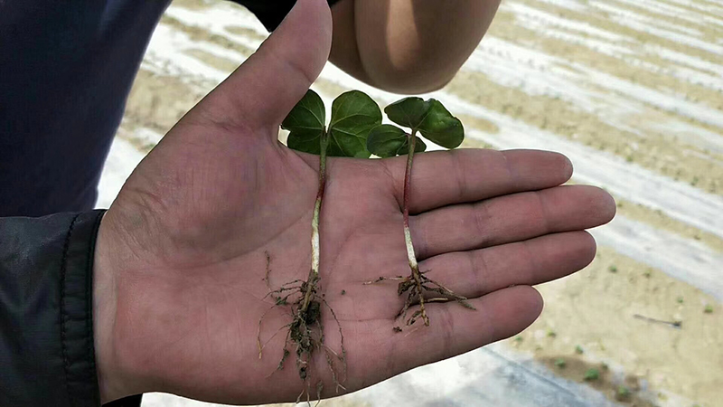淺談控瘋在棉花上的表現及棉花化控技術要點(圖1)