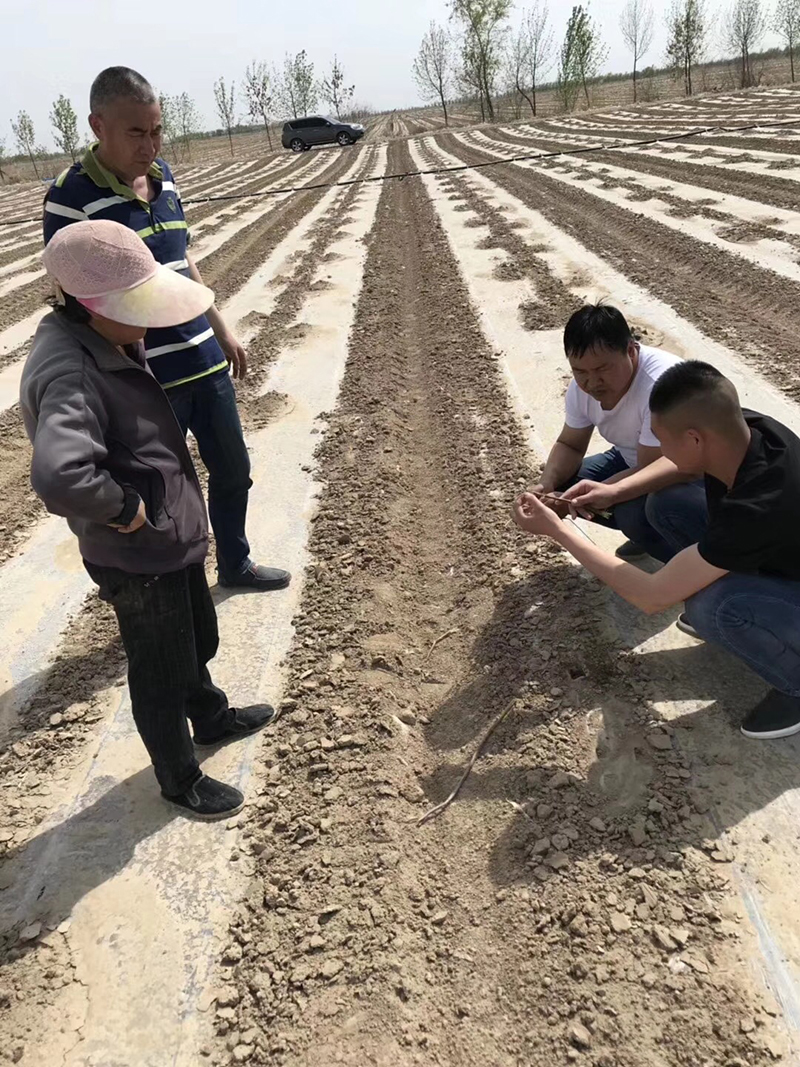 淺談控瘋在棉花上的表現及棉花化控技術要點(圖3)
