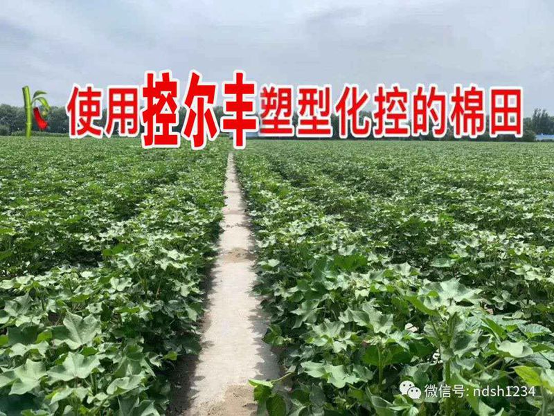 棉花用了控爾豐，控旺增產(chǎn)真輕松(圖5)