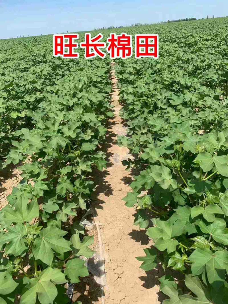 棉花用了控爾豐，控旺增產(chǎn)真輕松(圖6)