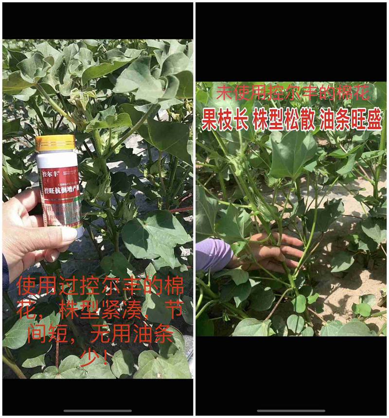 棉花用了控爾豐，控旺增產(chǎn)真輕松(圖7)