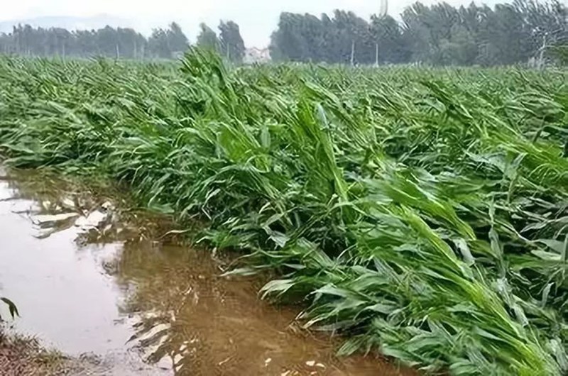 暴雨過后，應做好這些事！(圖2)